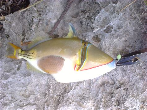 pakol fish|Blackbelly Triggerfish ( Rhinecanthus verrucosus ) .